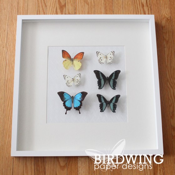 Modernizing a Butterfly Collection - Birdwing Paper Designs