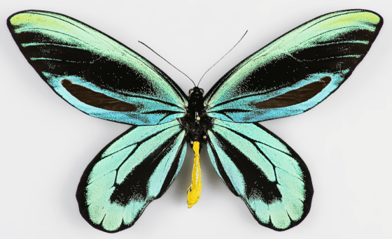 Queen Alexandra Birdwing Butterfly