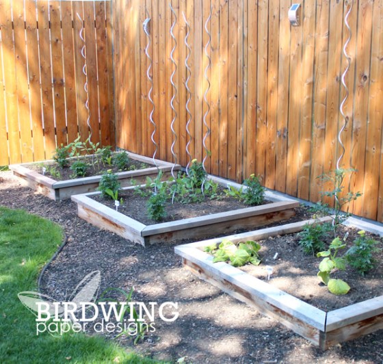 Five Garden Favourites - Birdwing Paper Designs