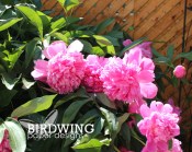 Five Garden Favourites - Birdwing Paper Designs