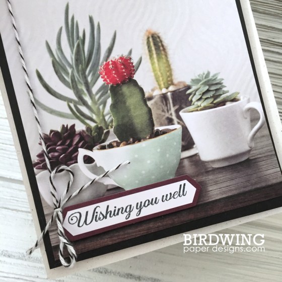 Trendy Succulent Cards - Birdwing Paper Designs